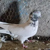 چند جفت کبوتر پرشی|پرنده|مبارکه, |دیوار