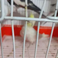 عروس هلندی نر|پرنده|پاکدشت, حصار امیر|دیوار