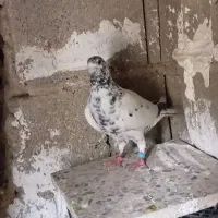 کبوتر|پرنده|ارم, |دیوار