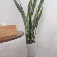 گل سانسوریا لب طلا بهمراه گلدون