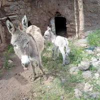 شیر الاغ