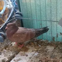 قلمکار سو قدیم و یک عدد سرور