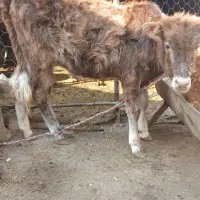 گوساله ماده|حیوانات مزرعه|خان ببین, |دیوار