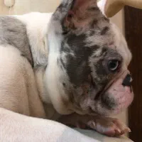 سگ فرنچ بولداگ جهت کشش و جفتگیری