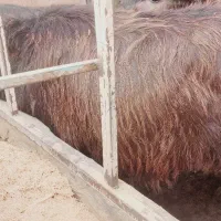 حیوانات مزرعه گاو بز گوسفندگاومیش