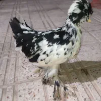 مرغ و خروس مینیاتوری نژاد سلطان