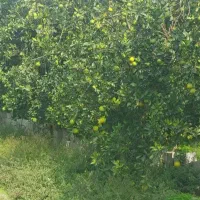 2000مترزمبن-باغ-مرکبات-آب-و-برق-متری-3-تومن