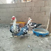 اردک اسراییلی|حیوانات مزرعه|سرخنکلاته, |دیوار