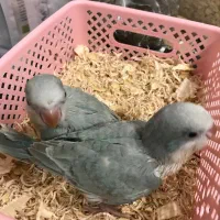 راهب سرلاکی