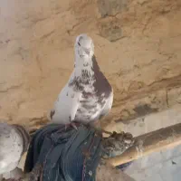 کبوتر پرشی|پرنده|کنگاور, |دیوار