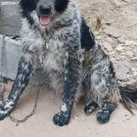 واگزاری سگ قدرجونی