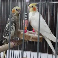 پرنده