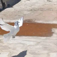 کبوتر کله برنجی