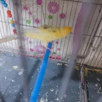 قناری نر سوپر|پرنده|قم, شاه ابراهیم|دیوار