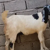 آبستن سنگین سه قلوزا شرطی