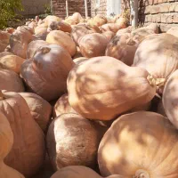 کدو حلوایی|خوردنی و آشامیدنی|مشگین شهر, |دیوار