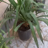 یوکا درختی ۴تا ۲ ملیون|گل و گیاه طبیعی|اهواز, کوی علوی|دیوار
