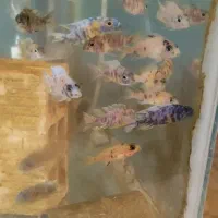 سیچلاید الوانکارا و طاووس انواع عمده ماهی زینتی