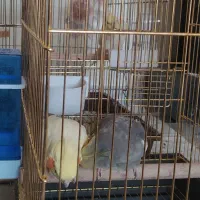 یک جفت عروس هلندی|پرنده|اصفهان, سنبلستان|دیوار