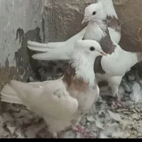 کبوتر سینه  یکت سفید طوقی دمبی سرور|پرنده|شیراز, آبیاری|دیوار