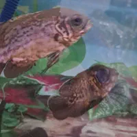 آکواریوم همراه ماهی سه عدد اسکار و کوسه|ماهی|ملایر, |دیوار