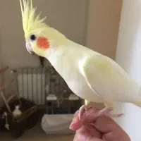 عروس هلندی گم شده