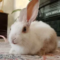 واگذاری خرگوش خانگی|موش و خرگوش|تبریز, |دیوار