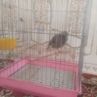 جوجه مینا‌