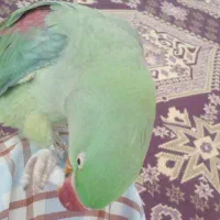 فروش شاه طوطی کاملااهلی|پرنده|آذرشهر, |دیوار