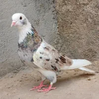 شازده سرور و طوقی سرور مور درجه یک