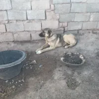 کوچ خراسانی