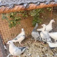 پلاکی تیپ اسپرت