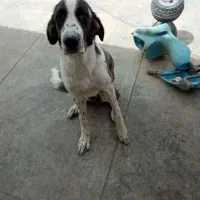 توله آلابای ۶ ماهه