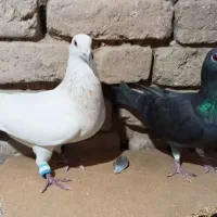 کفتر کبوتر 3عدد