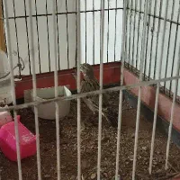 قناری جوجه خاکی800