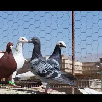 دسته کفتر همه چی قاطی|پرنده|شیراز, دروازه اصفهان|دیوار