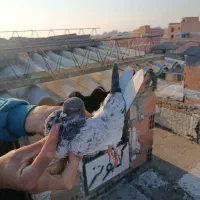 جوجه کفتر پرشی