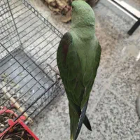 شاه طوطی کینگ سایز نر سخنگو دستی ۷ماهه|پرنده|خمینی‌شهر, |دیوار