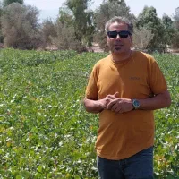 نهال پسته ایساتیس|خدمات باغبانی و درختکاری|مهریز, |دیوار