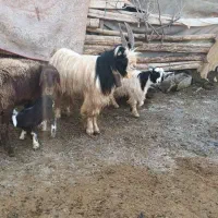 بزغاله نر دوبری