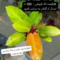 آهای آهای گل دارم گلای خوشرنگ و خوشگل و خاص دارم|گل و گیاه طبیعی|تهران, سعادت‌آباد|دیوار