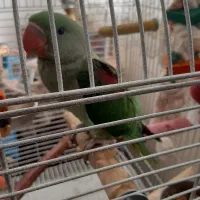 شاه طوطی ماده کاملا سالم