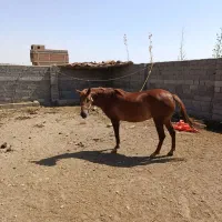 اسب مادیان 3ساله|اسب و تجهیزات اسب‌سواری|کرج, کمال‌شهر|دیوار
