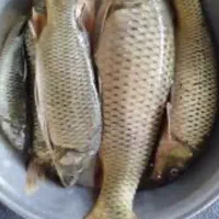 ۸۰۰ عدد ماهی کپور همه سایز