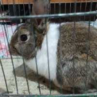 خرگوش در تاکستان|موش و خرگوش|تاکستان, |دیوار