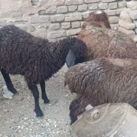 دوجفت بره ماده شیرمست قلم دار درجه یک