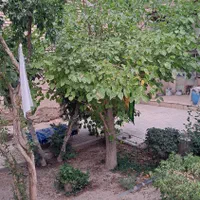 منزل کلنگی فروش از طریق مزایده|فروش زمین و ملک کلنگی|اصفهان, مسجد مصلی|دیوار