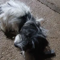 معاوضه سگ قدرجونی و نگهبان با سگ شیتزو و ...