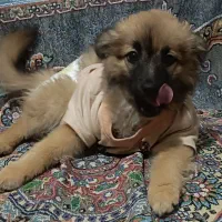 توله سگ شیتزو پامر