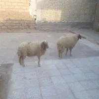 اهواز حمیدیه